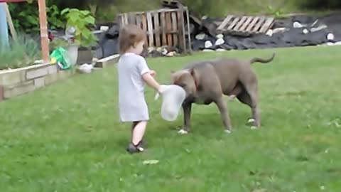 Baby playing with huge pitbulls