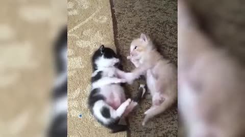 Funny Cat In 12 Minutes
