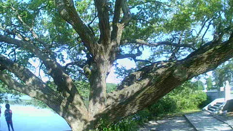 Tree With Huge Branches