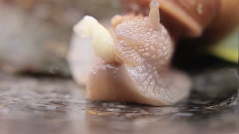 Snail eating banana for the first time