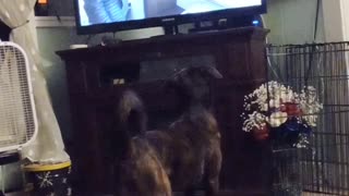 Who Said Dogs Don't Watch TV?