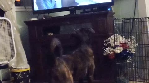 Who Said Dogs Don't Watch TV?