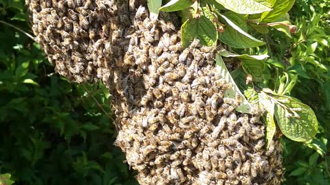 The gentle art of beekeeping