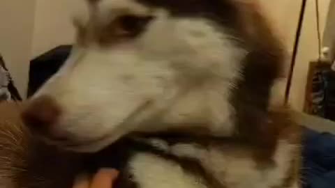 Stubborn Husky Dog Videos 😁😇 Best Funny Animal Videos 2022 😺 Funny Dog Videos 2022 😁