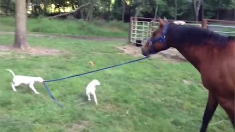 Dogs driving a horse