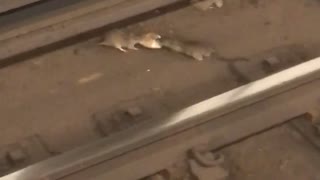 Two rats fighting for bread rails