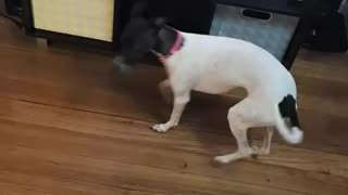 Dog Playing Catch And Hide