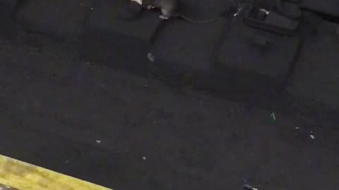 Rat eats half a bagel dropped on subway train tracks