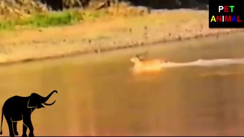 HIPPO SAVES DEER FROM CROCODILE