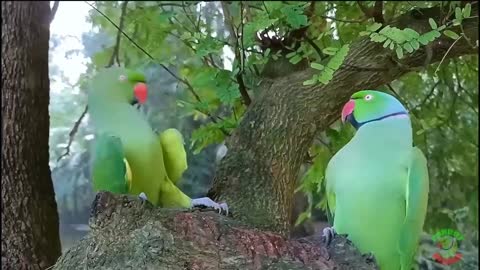 Indian Ringneck Parrot_p2