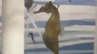 seahorse getting birth