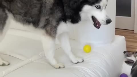 Huskies Shocked by Surprise Gift!