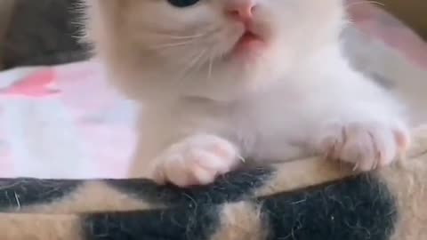 Beautiful cat cute