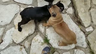 Dogs mother handle disrespectful puppies