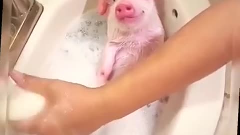 Baby pig in a bath, sooo cute...