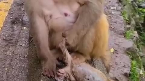 "monkey's Baby died 😭😭😭😭😭😭😭😭"