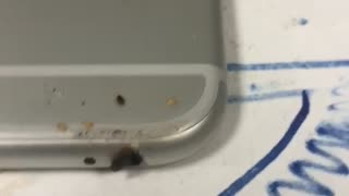 Bed Bugs Scuttle Out of Headphone Jack