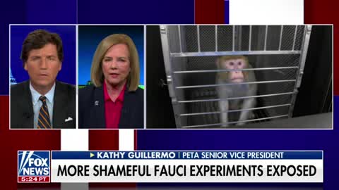 PETA's Senior Vice President tells Tucker Carlson about Fauci's transgender monkey experiments