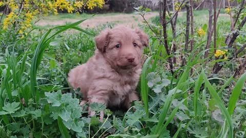 Puppy outdoors, fresh and sweet walk