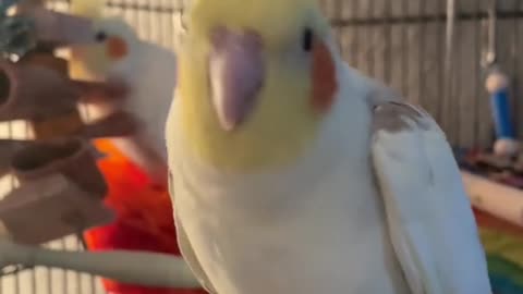 Funny Birds video |funny video| try not to laugh