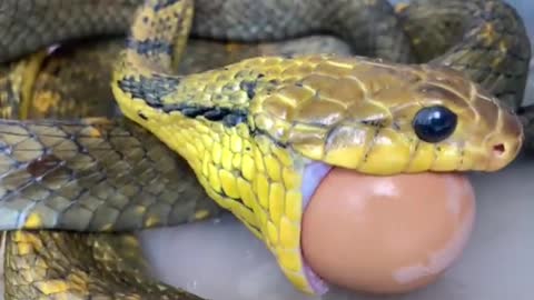Snake Eats Whole Egg in One Go