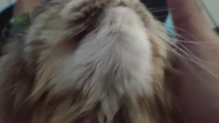 Over Dramatic Cat Head Rubs