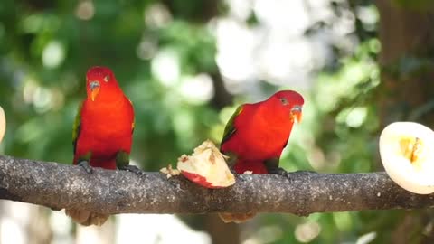 Parrots Eating Fruits On A Tree