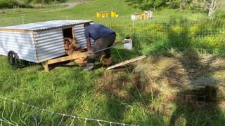 Chicken Tractor On Steroids