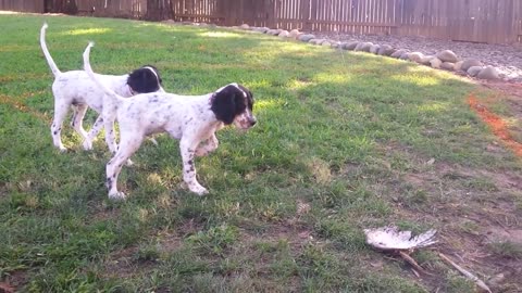 English Setter Training - Mac and Floyd at 3 months