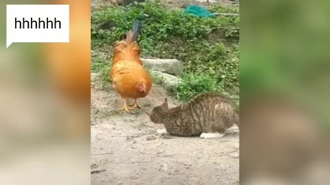 A fight between a cat and a rooster.