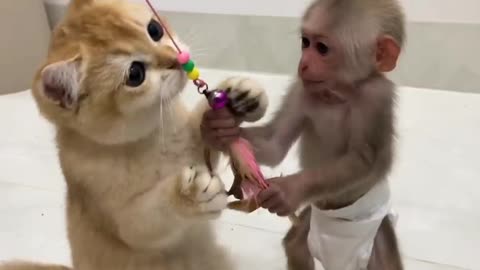 Baby Monkey Vs Baby puppy 😄😄