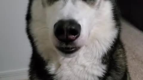huskie learning how to talk