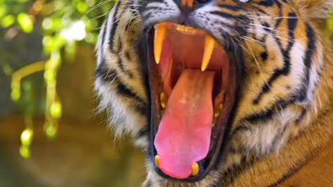 Tiger Yawning