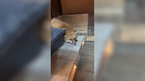 Adorable Fox Video #cuteanimals #fox