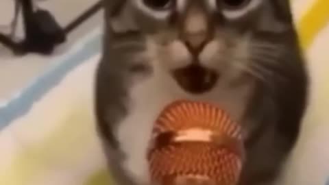 Funny cat video