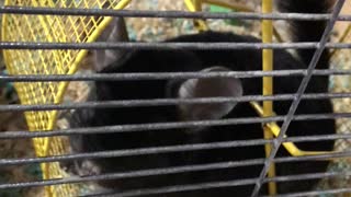 Asher the Adorable Curious Chinchilla!