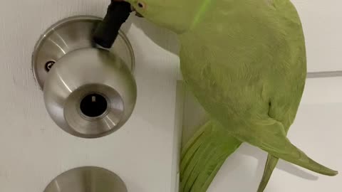 The Bird That Picks Locks