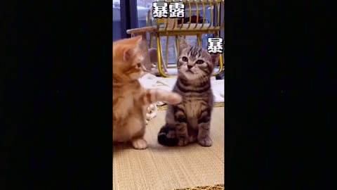 Cut Cat Funny Video | Funniest Cute Cats And Dogs 🐱🐕