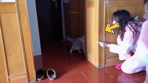 Baby Cats - Cute and Funny Cat Videos Pt2 -funny cat 2021