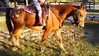 5yr old cowgirl training her pony