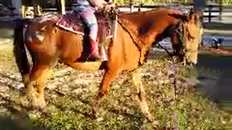 5yr old cowgirl training her pony