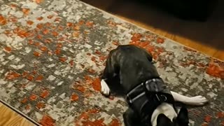 Dog Does the Rug and Run