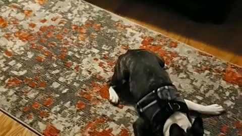 Dog Does the Rug and Run