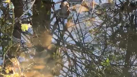 Amazing Vibrations in Water from Toad Chirps