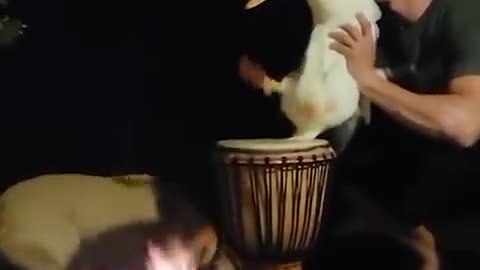 Duck Playing The Bongo Drums