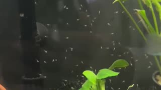 Peaceful Cichlid Fry Swimming