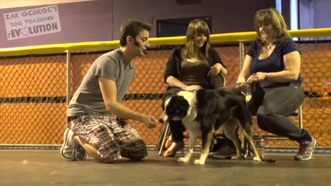 Dogs getting trained by professional trainer