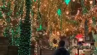 Dog Sees Christmas Lights
