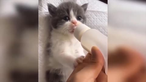 Cutest kitten eats from a baby bottle Funny Video - Funny Animals