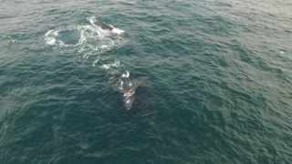 WHALE BLOWS INTO DRONE, STAY AWAY FROM MY BABY WARNING